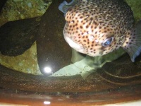 image of puffer