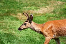 image of animal