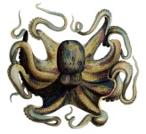 image of octopus