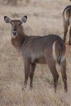 image of impala