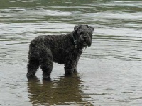 image of bouvier_des_flandres