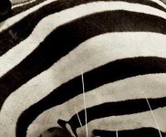 image of texture