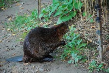 image of beaver