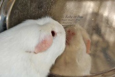 image of guinea_pig