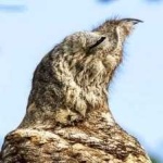image of bird