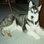 image of siberian_husky #26