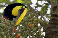 image of toucan
