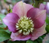 image of lenten_rose #14