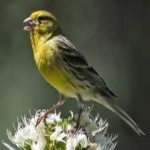 image of bird
