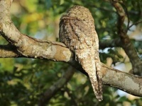 image of potoo