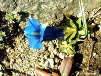 image of flower