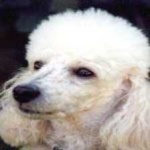 image of animal