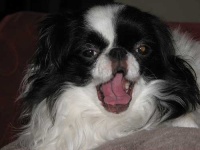 image of animal