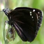 image of animal
