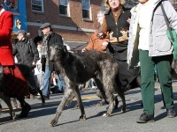 image of scottish_deerhound #31