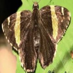 image of banded_butterfly #130
