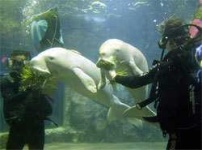 image of dugong