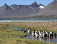 image of king_penguin #6