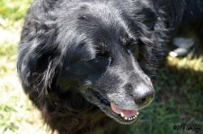 image of flat_coated_retriever
