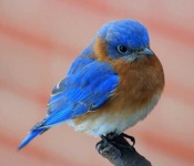 image of bluebird