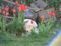 image of soft_coated_wheaten_terrier