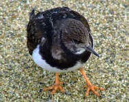 image of ruddy_turnstone