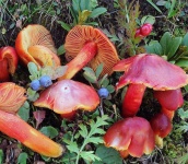 image of mushrooms