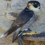 image of bird