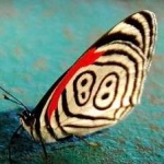 image of animal