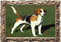 image of english_foxhound