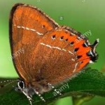 image of animal