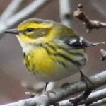 image of bird