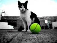 image of tennis_ball