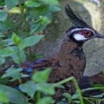 image of bird