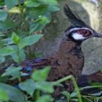 image of bornean_pheasant #31