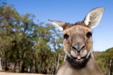 image of animal