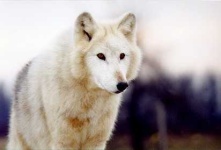 image of white_wolf #23