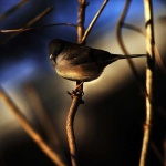 image of junco #32