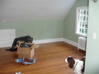 image of english_springer