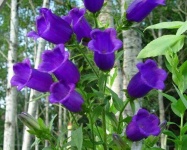 image of flower