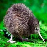 image of bird