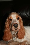image of animal
