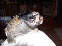 image of marmoset