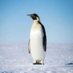 image of emperor_penguin #0