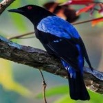 image of bird