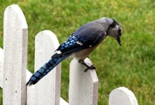 image of jay