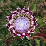 image of flower