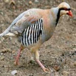 image of bird