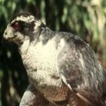 image of bird