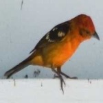 image of bird